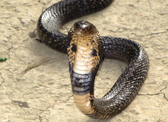 Aref sihirbaz son durumu nasıl kobranın ısırdığı kolu kesilir mi? - Resim: 4